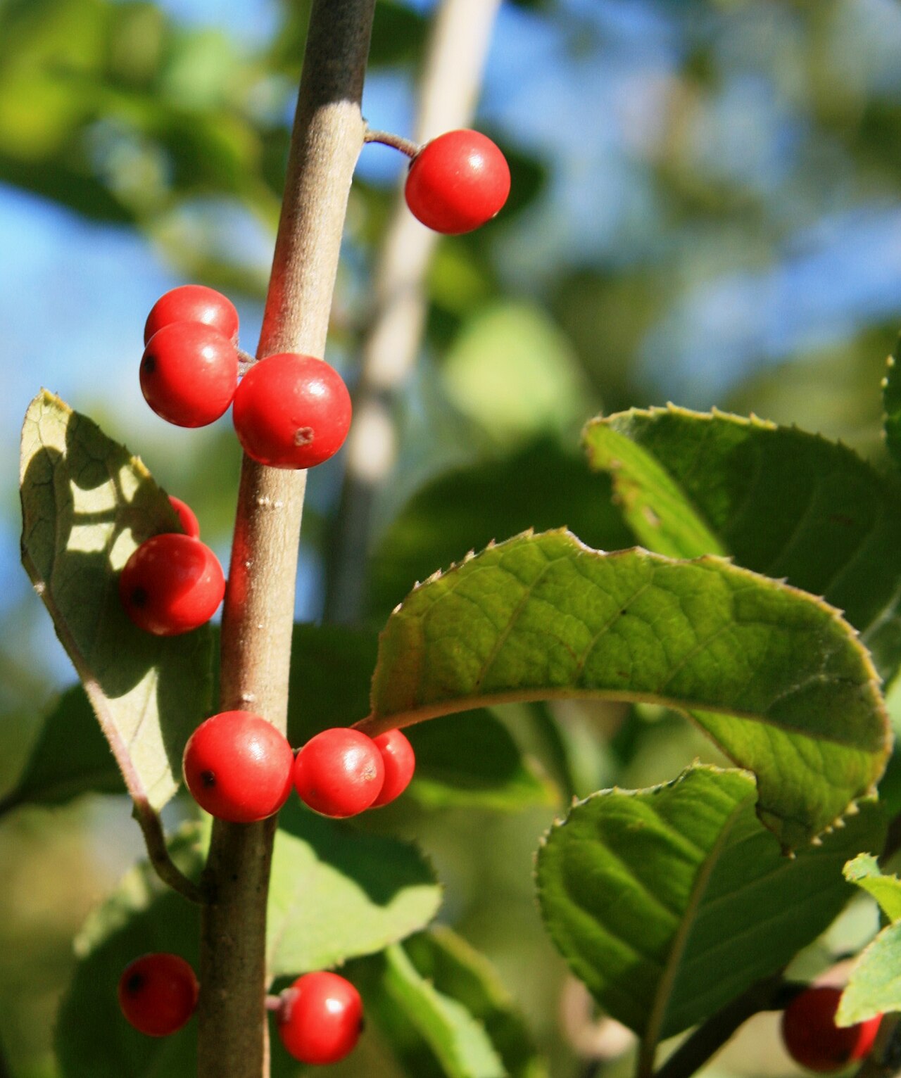 Ilex serrata, Japanese winterberry — spreading deciduous (Aquifoliaceae) (image 9 of 10)