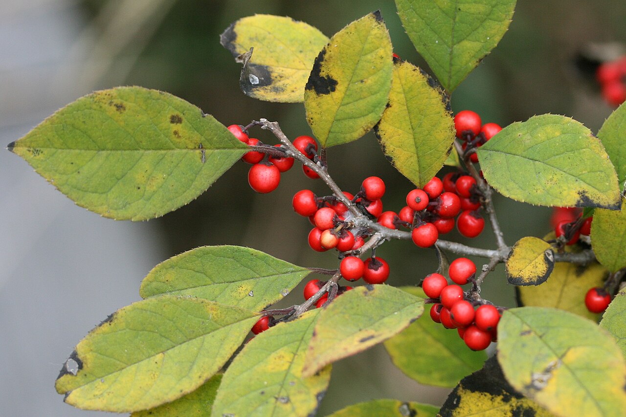 Ilex serrata, Japanese winterberry — spreading deciduous (Aquifoliaceae) (image 10 of 10)