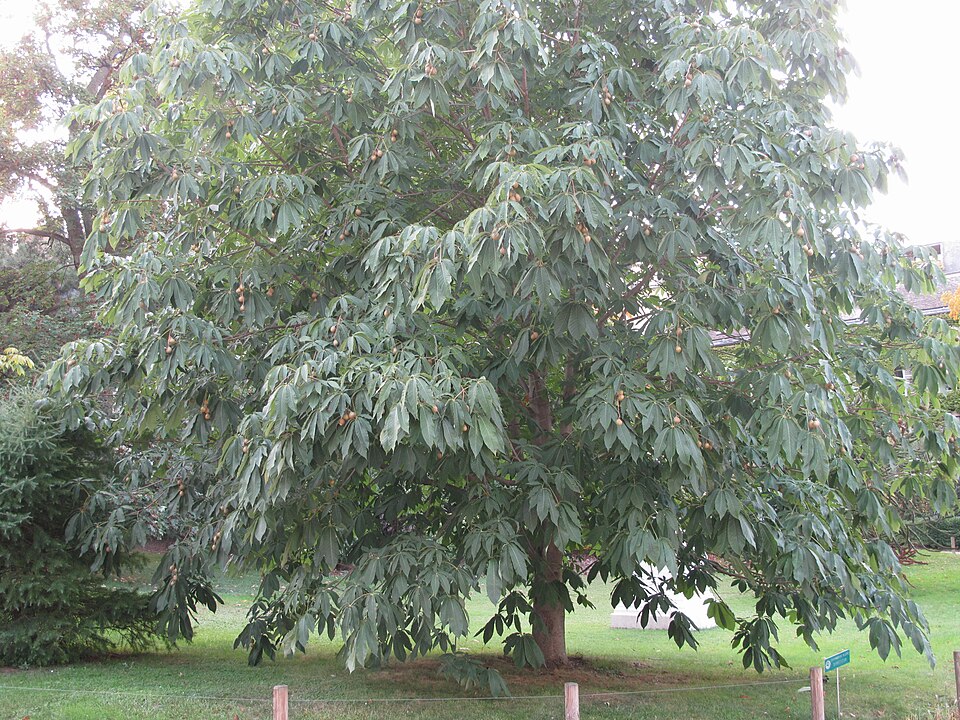 Aesculus chinensis (Chinese Horse Chestnut)