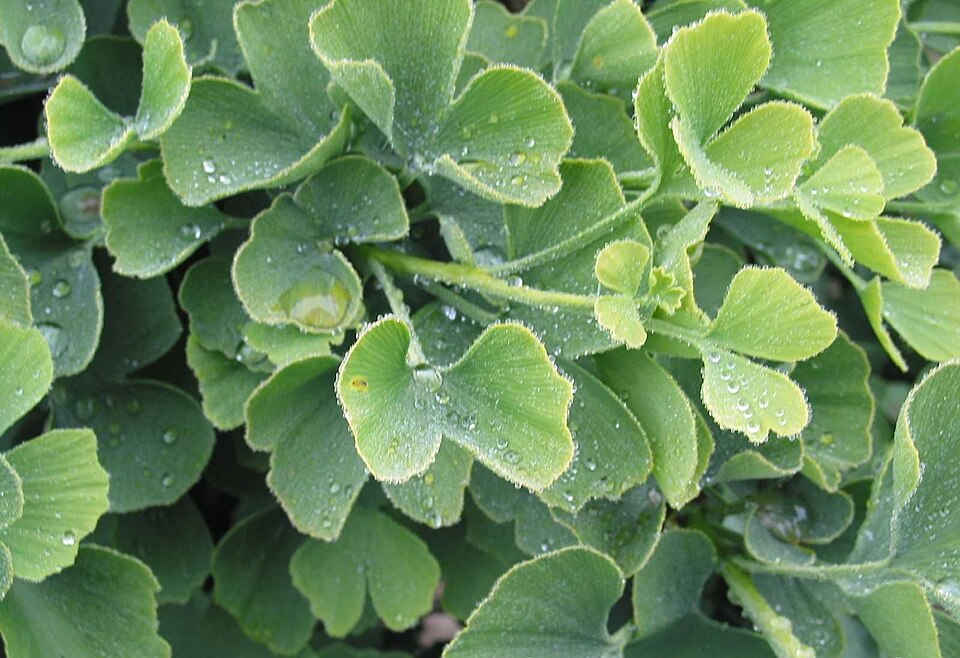 Ginkgo biloba 'Jade Butterflies' (Jade Butterflies Ginkgo Tree)