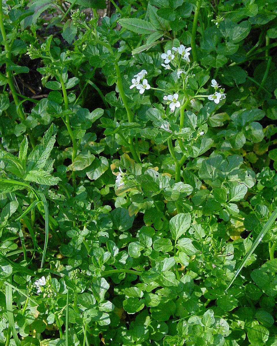 Cardamine amara (large bittercress)