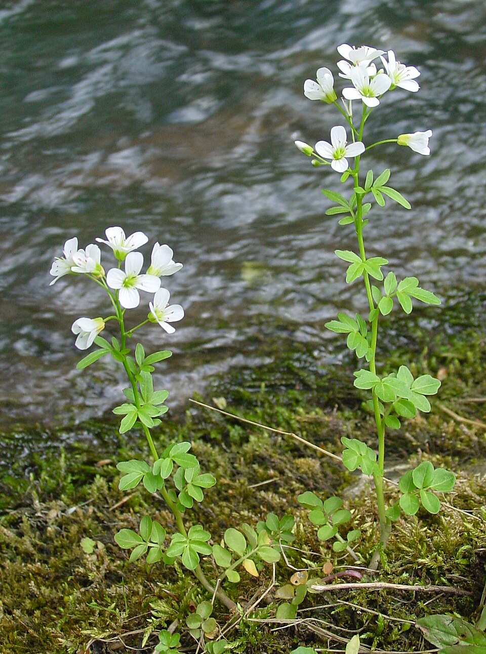 Cardamine amara (large bittercress)
