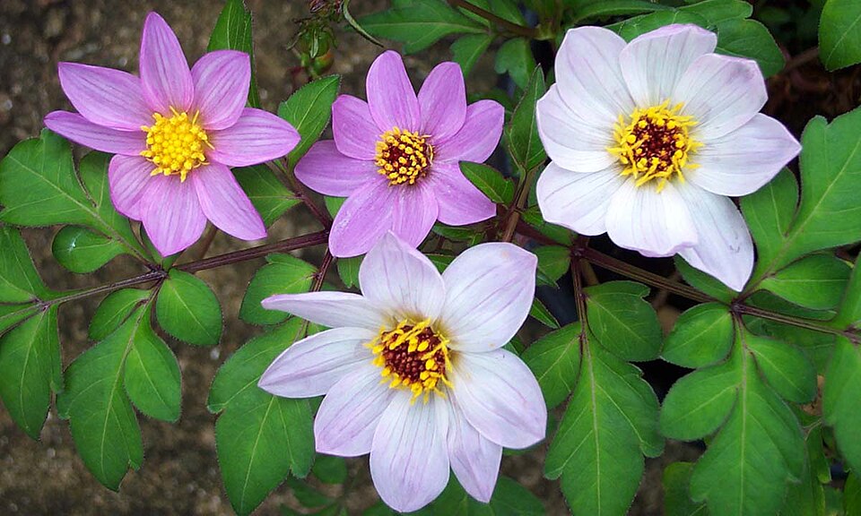 Dahlia merckii (Bedding Dahlia) (alternate view 10)