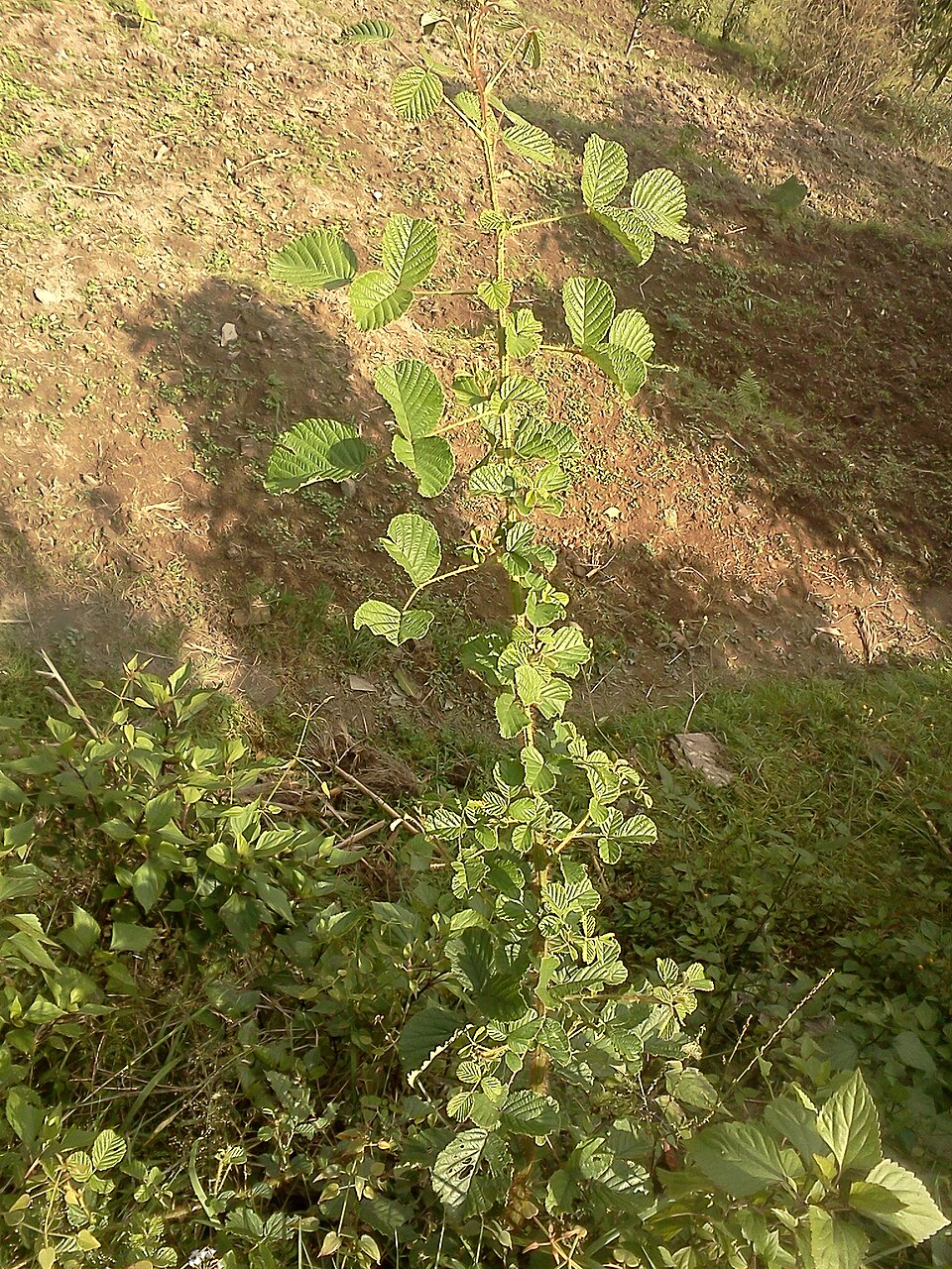 Rubus ellipticus (Golden Raspberry) (alternate view 9)