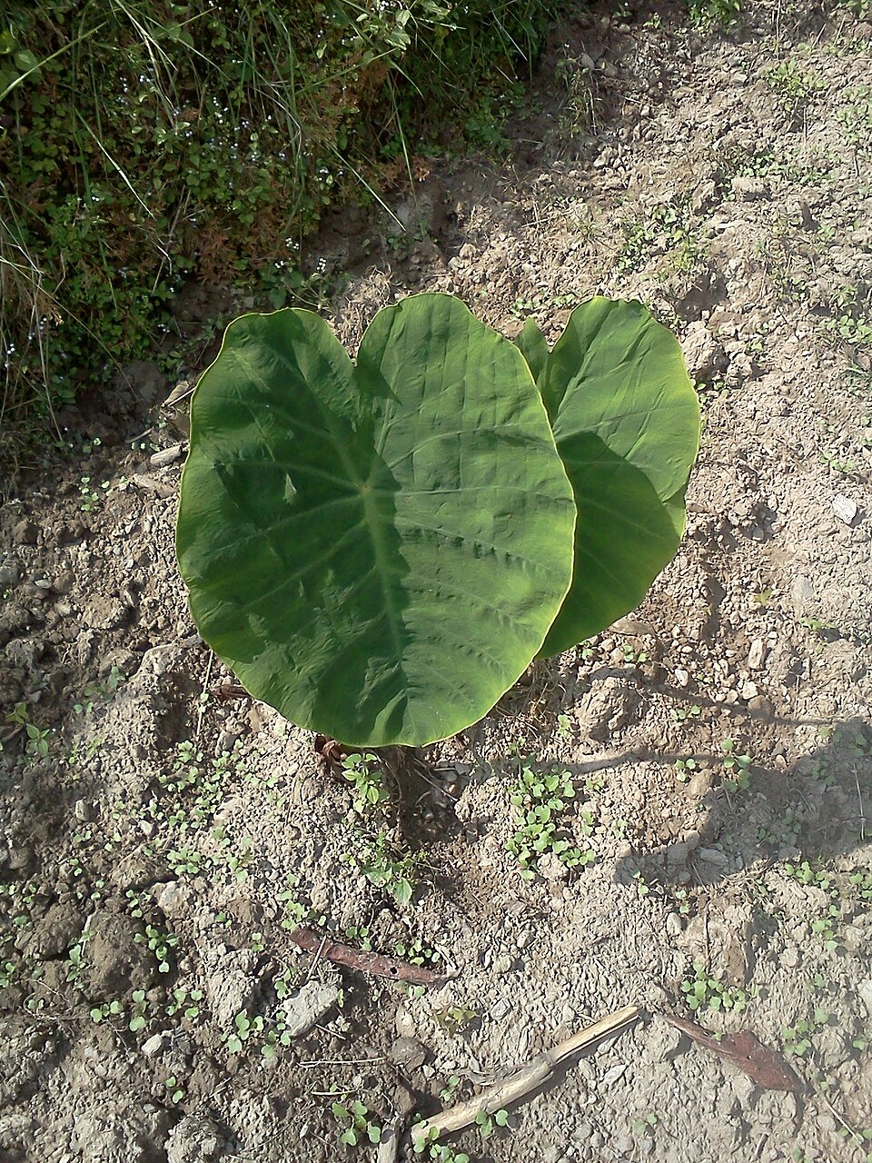 Colocasia esculenta (Taro) (alternate view 8)