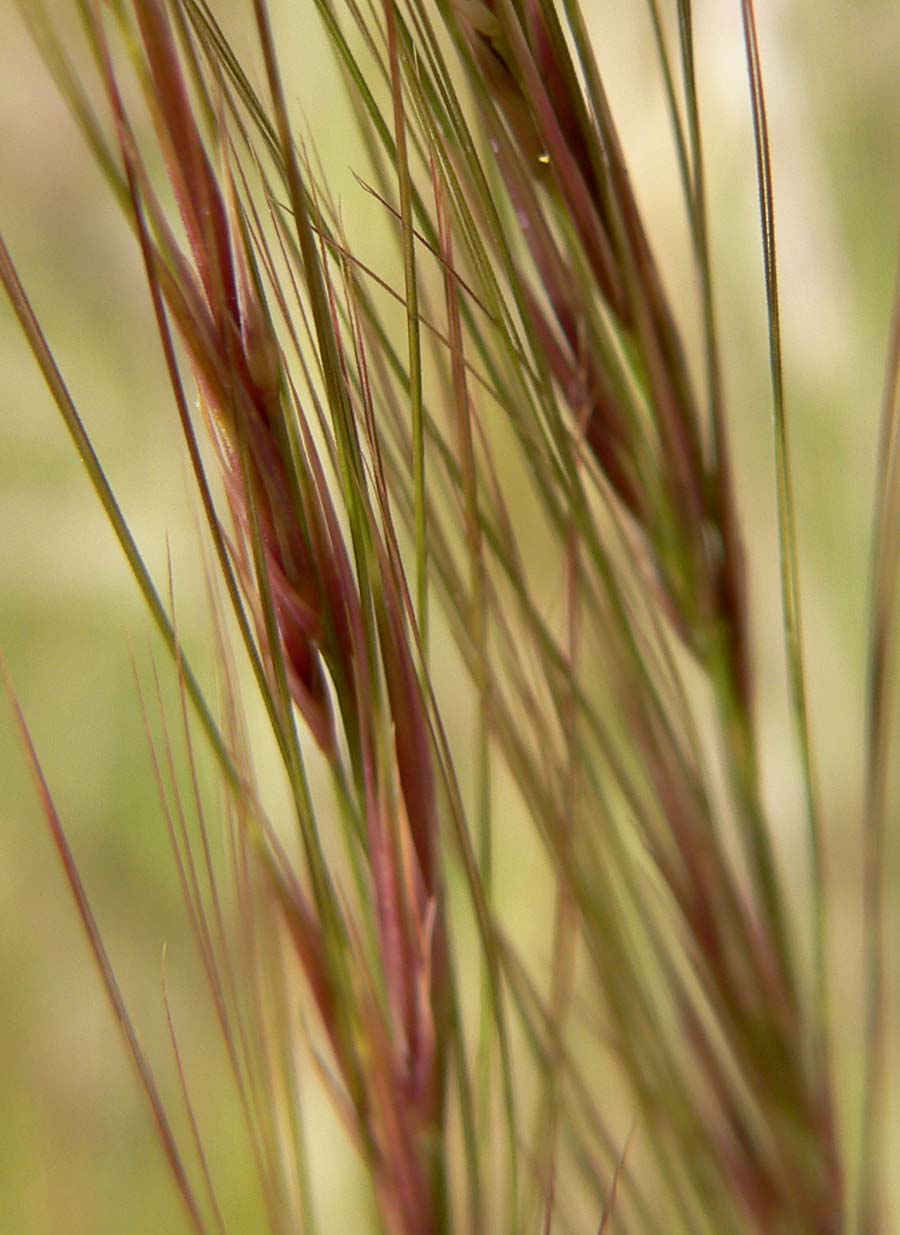 Aristida purpurea (Purple Threeawn) (alternate view 6)