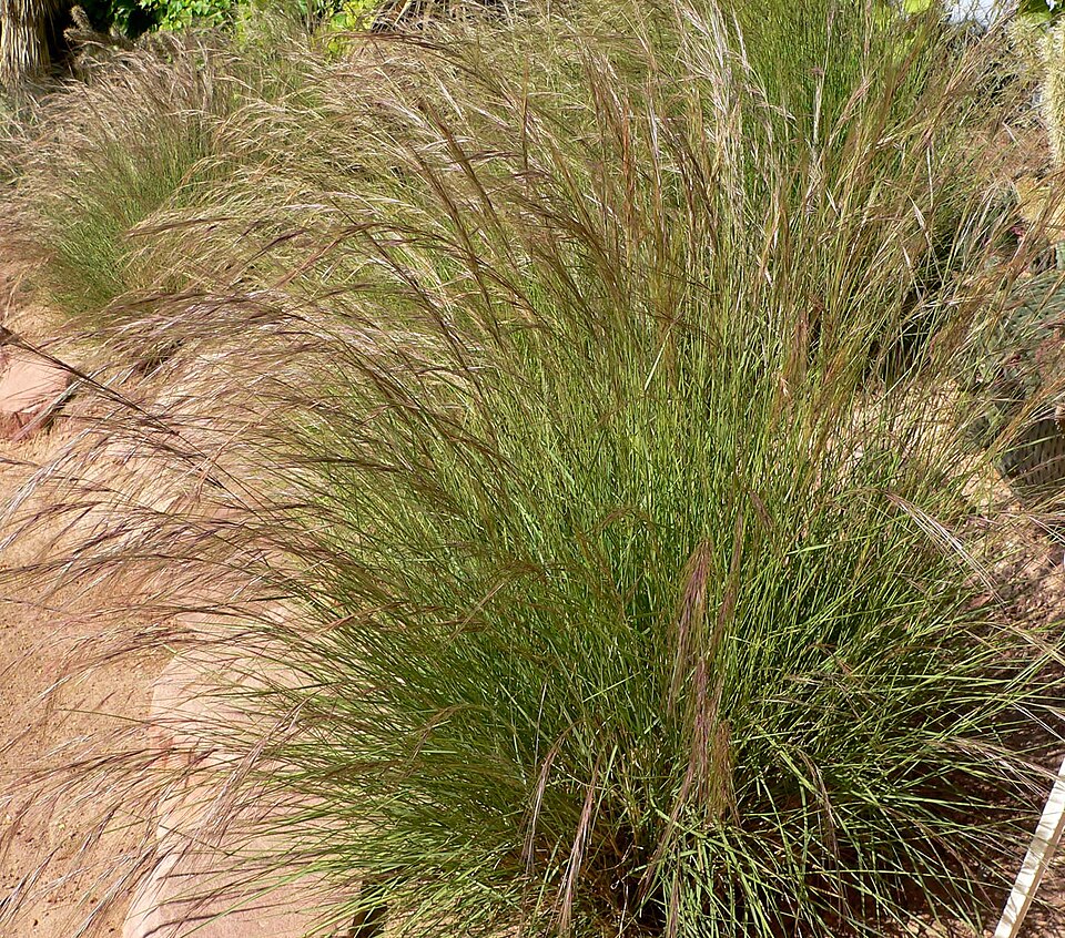 Aristida purpurea (Purple Threeawn) (alternate view 7)