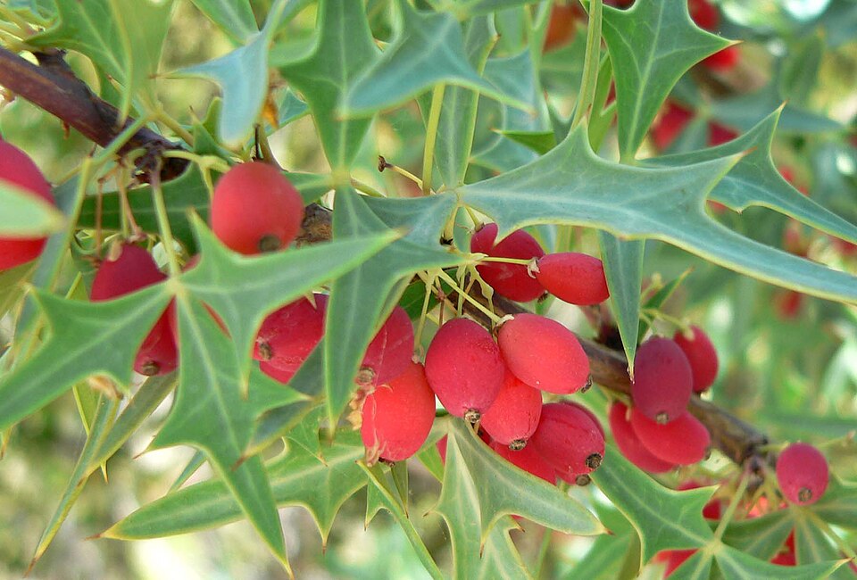 Berberis trifoliolata (Agarita) (alternate view 4)