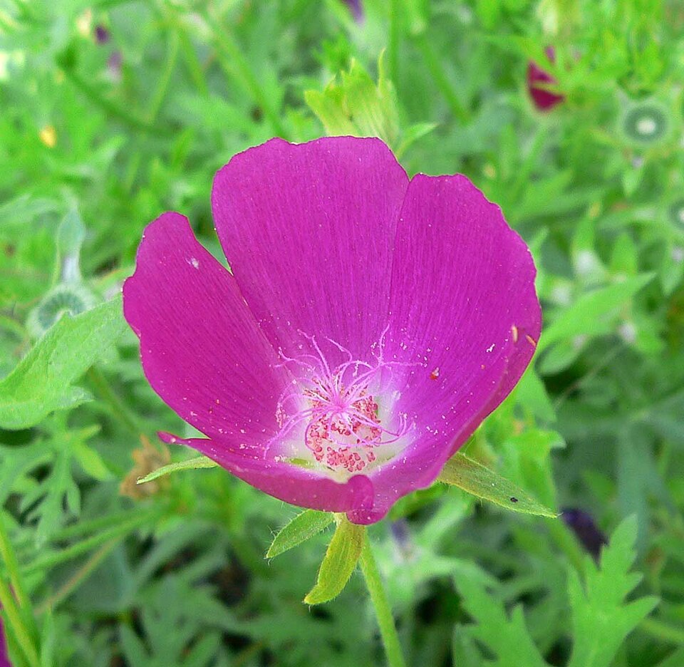 Callirhoe involucrata (winecup mallow) (alternate view 6)