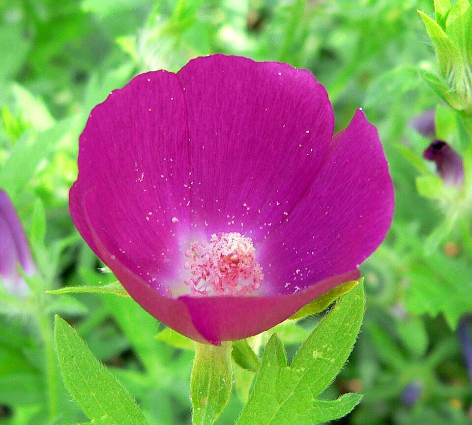 Callirhoe involucrata (winecup mallow) (alternate view 7)