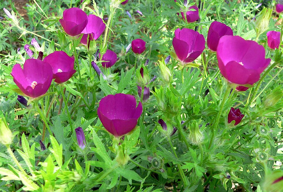 Callirhoe involucrata (winecup mallow) (alternate view 8)