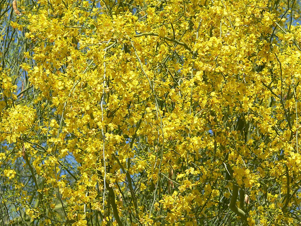Parkinsonia florida (blue palo verde) (alternate view 6)