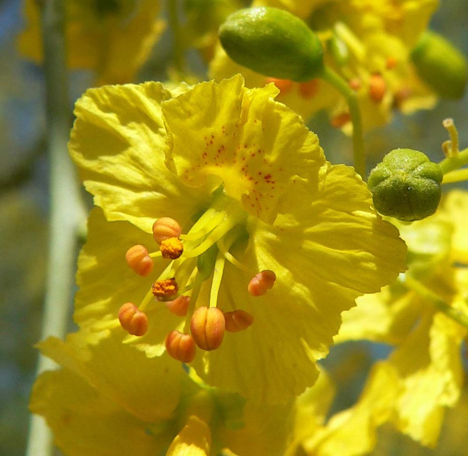 Parkinsonia florida (blue palo verde) (alternate view 7)