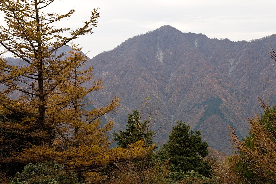 Chamaecyparis pisifera (Sawara Cypress) (alternate view 8)