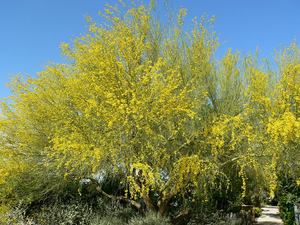 Parkinsonia florida (blue palo verde) (alternate view 8)
