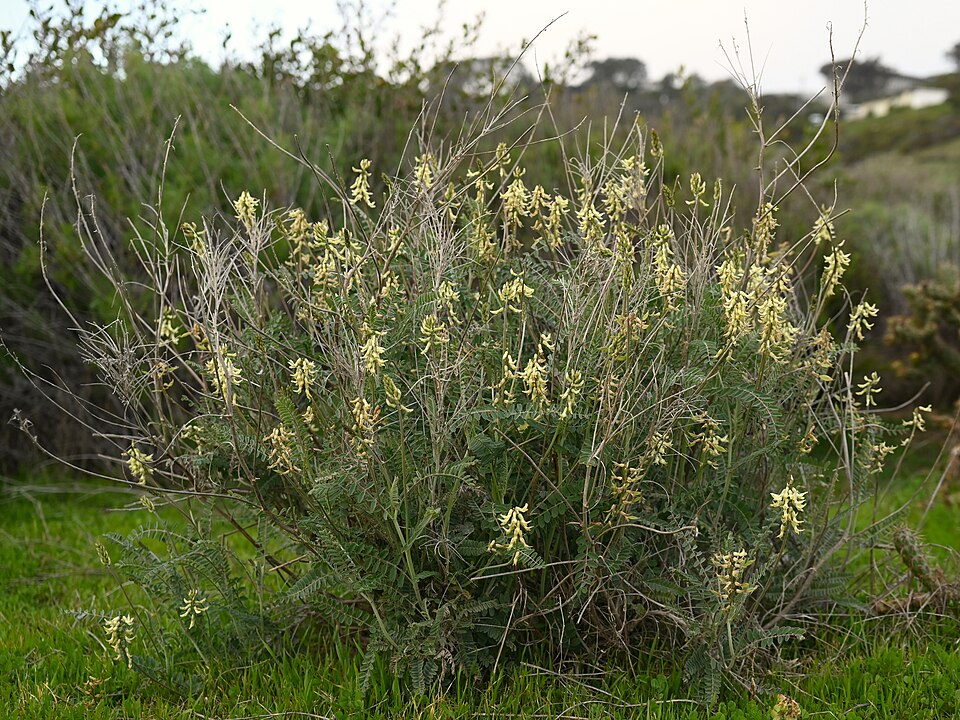 Astragalus trichopodus (Santa Barbara Milkvetch) (alternate view 8)