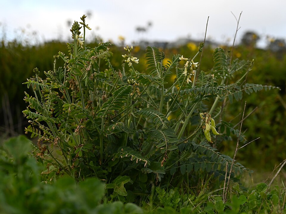 Astragalus trichopodus (Santa Barbara Milkvetch) (alternate view 9)