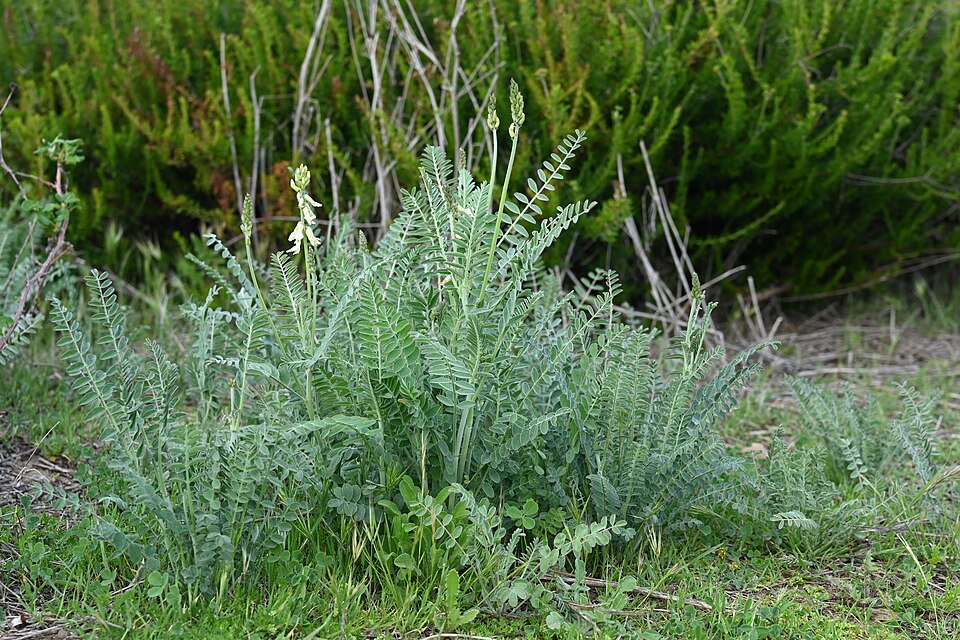 Astragalus trichopodus (Santa Barbara Milkvetch) (alternate view 10)