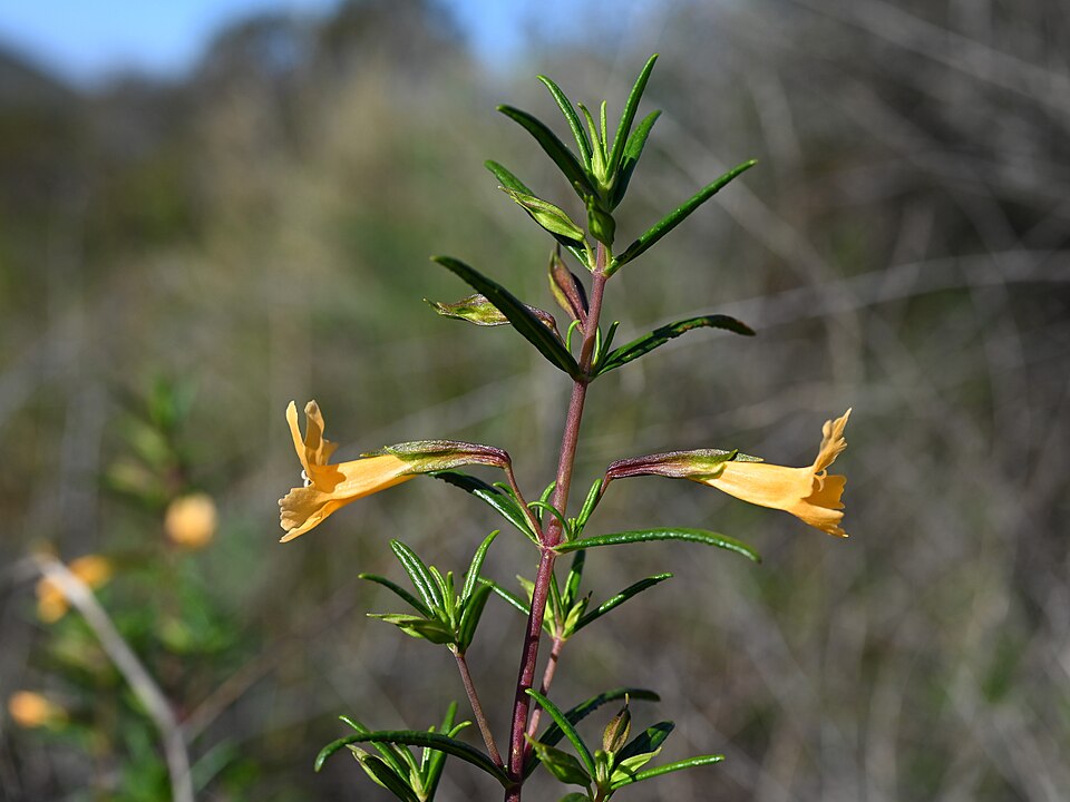 Diplacus × australis (San Diego Monkeyflower) (alternate view 3)