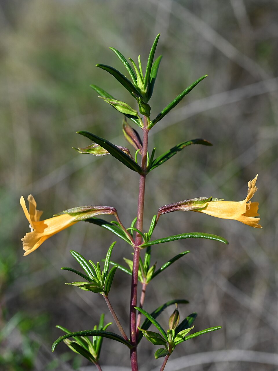 Diplacus × australis (San Diego Monkeyflower) (alternate view 4)