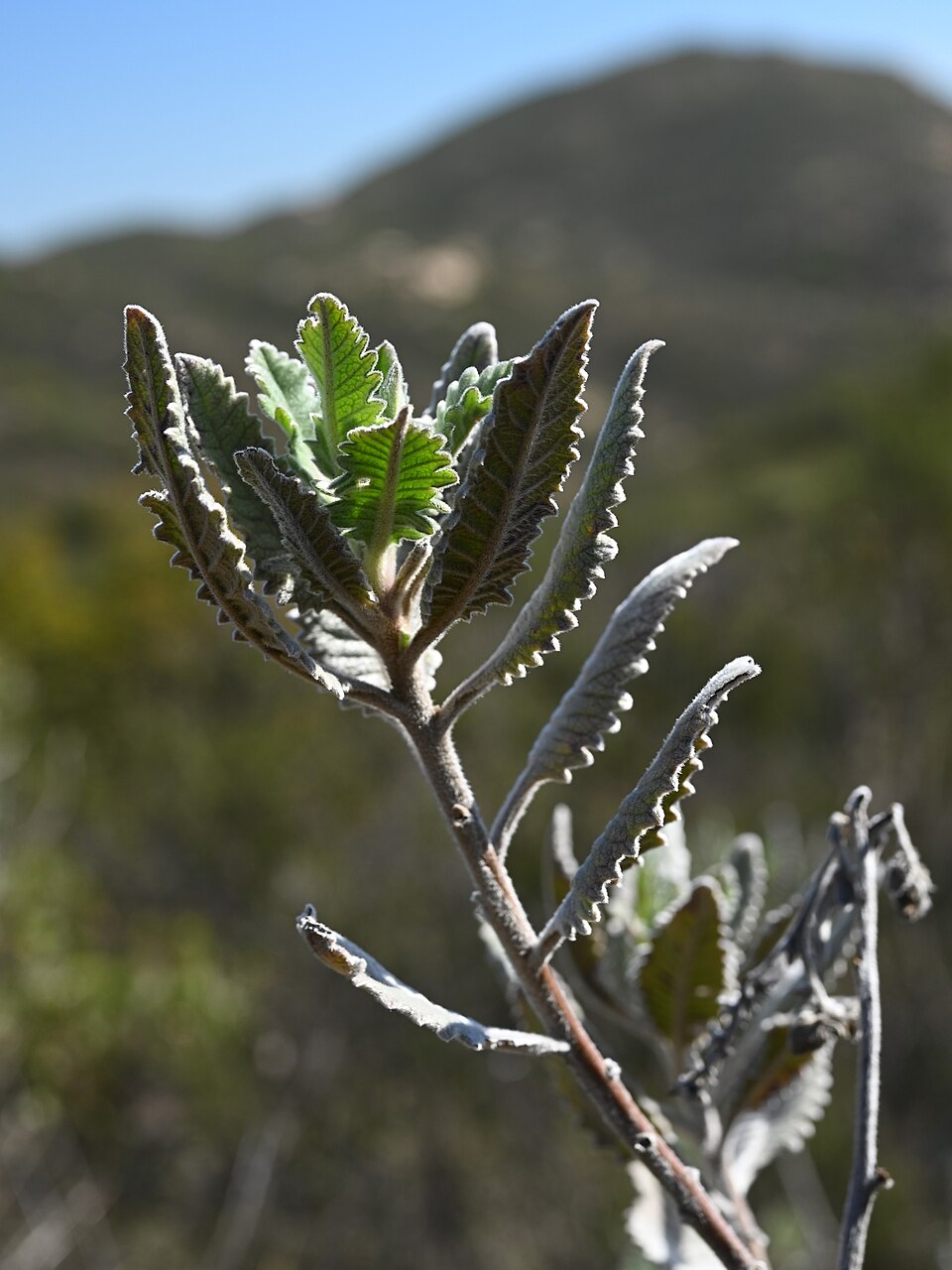 Eriodictyon crassifolium (Thick-leaved Yerba Santa) (alternate view 8)