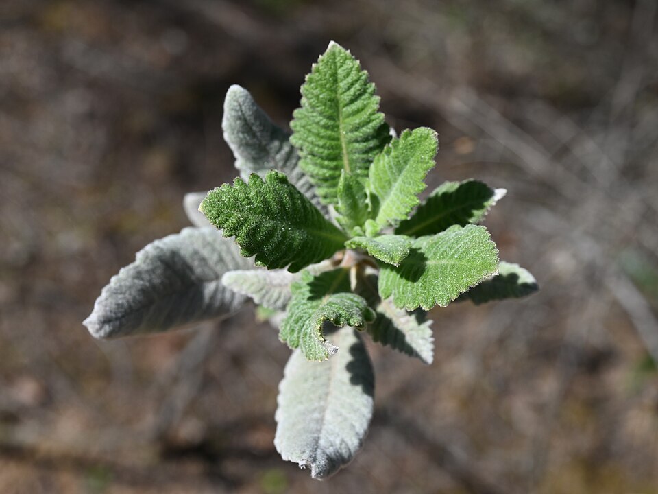 Eriodictyon crassifolium (Thick-leaved Yerba Santa) (alternate view 9)