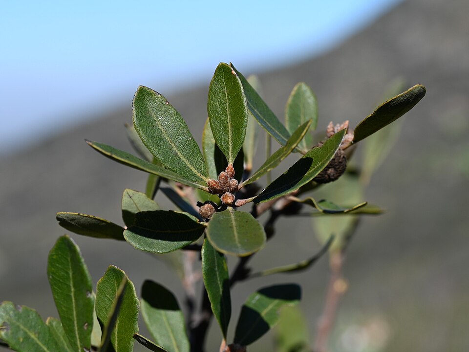 Quercus × acutidens (Torrey's Hybrid Oak) (alternate view 2)