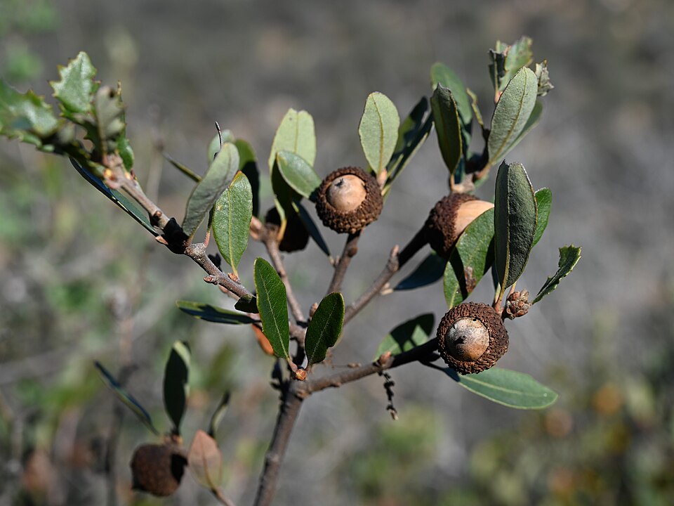 Quercus × acutidens (Torrey's Hybrid Oak) (alternate view 3)