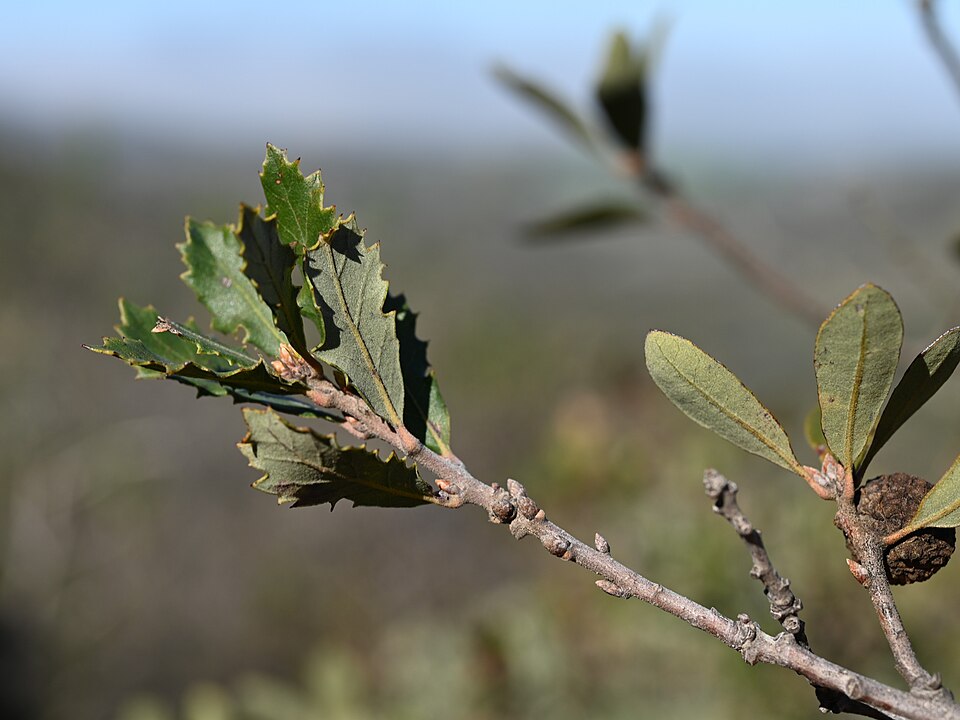 Quercus × acutidens (Torrey's Hybrid Oak) (alternate view 4)