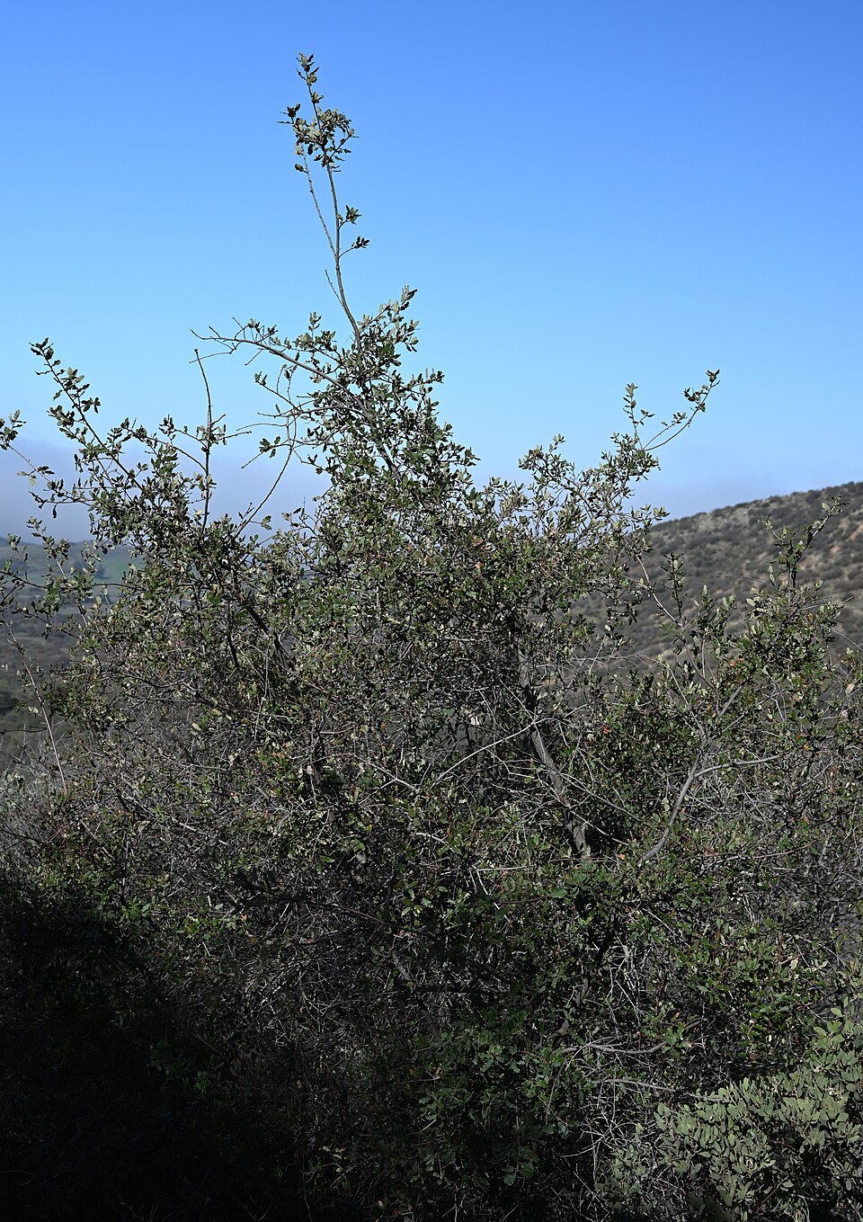 Quercus × acutidens (Torrey's Hybrid Oak) (alternate view 5)