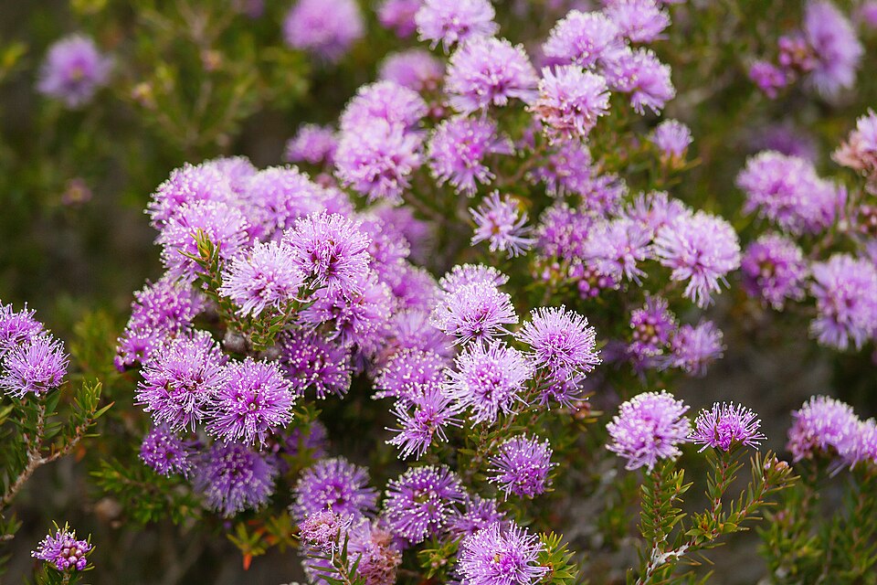 Melaleuca squamea (swamp honey-myrtle) (alternate view 5)