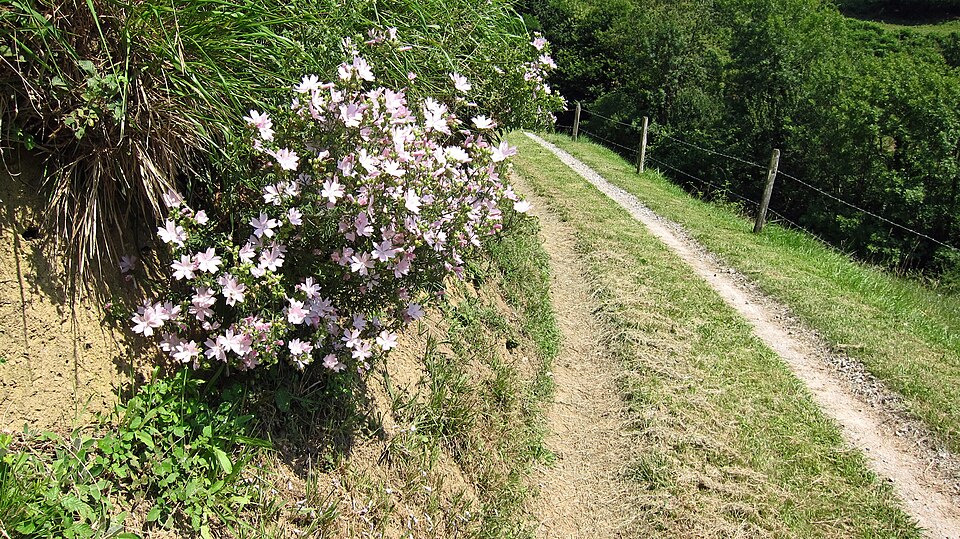 Malva moschata (musk mallow) (alternate view 6)