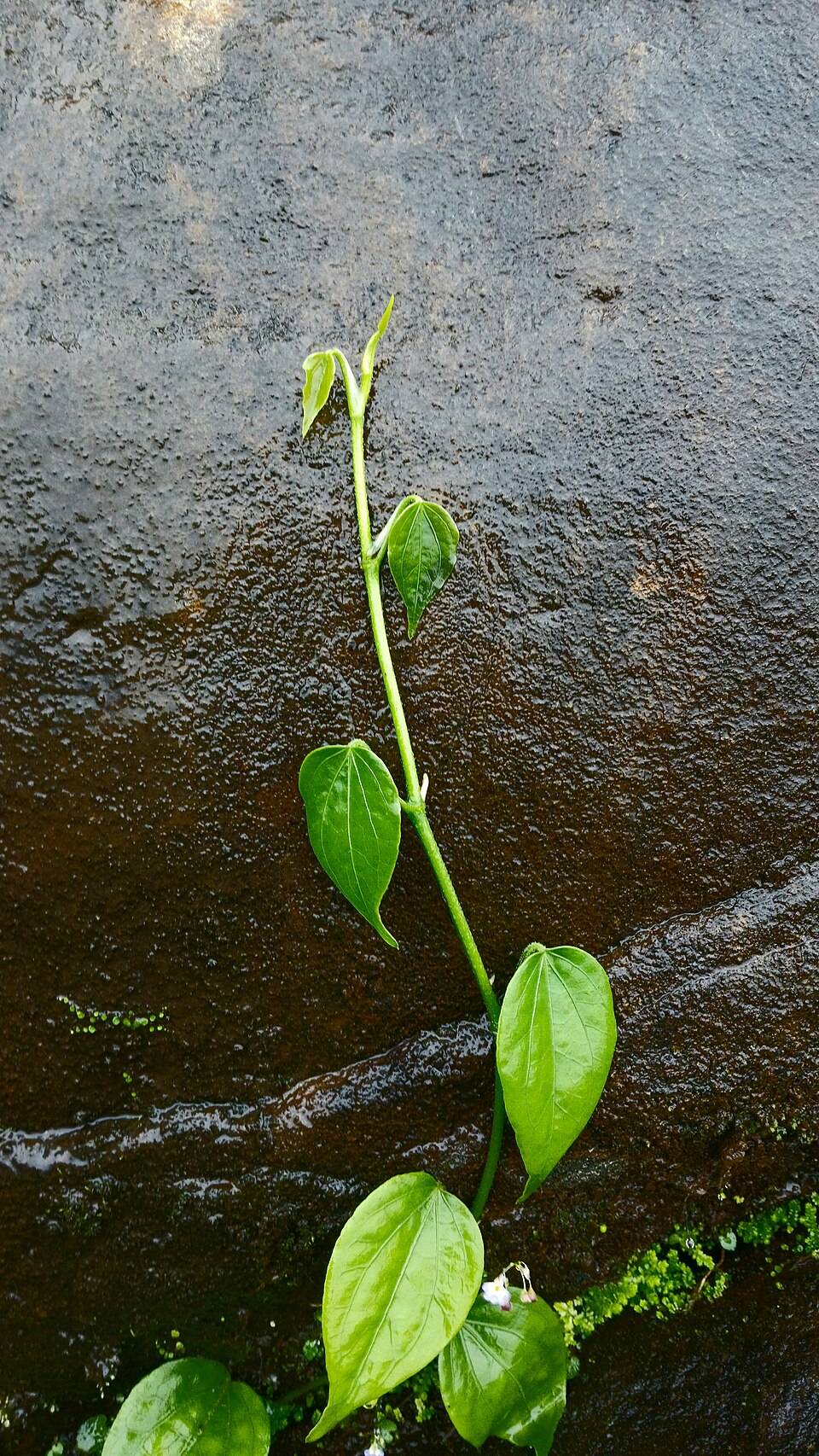 Piper (pepper plants) (alternate view 6)
