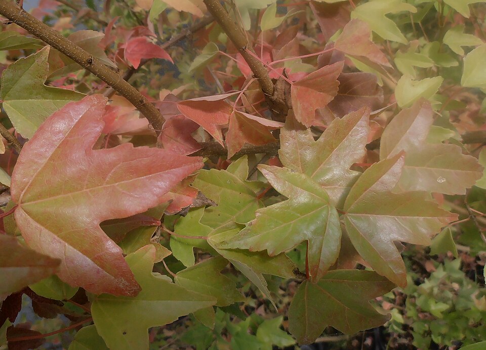 Acer buergerianum (Trident Maple) (alternate view 8)