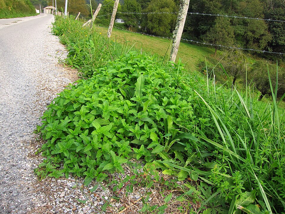 Mentha spicata (Spearmint) (alternate view 9)