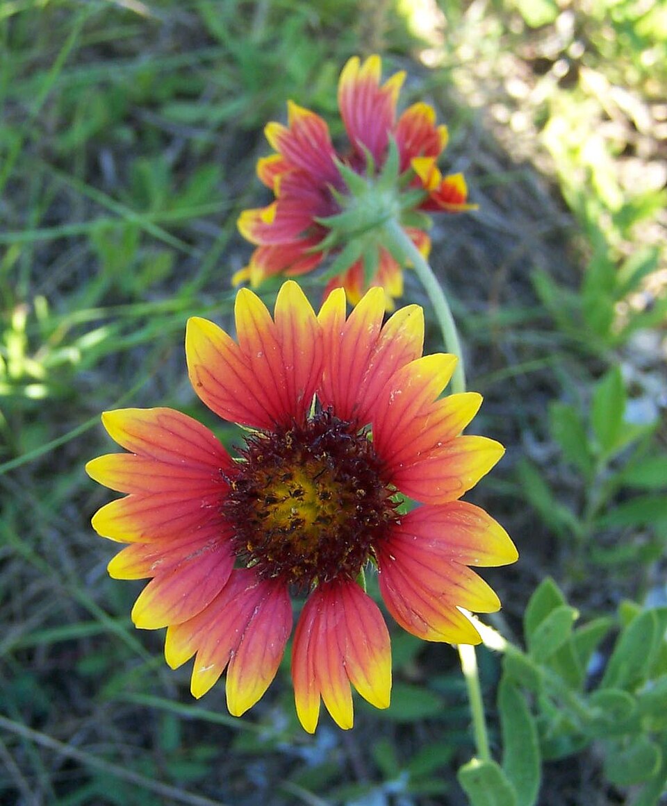 Gaillardia pulchella (firewheel)