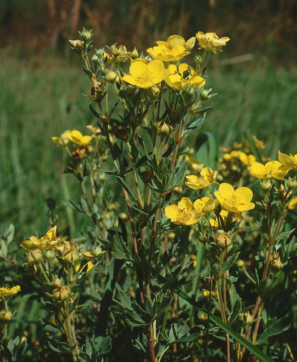 Dasiphora fruticosa (potentilla, cinquefoil) (alternate view 5)