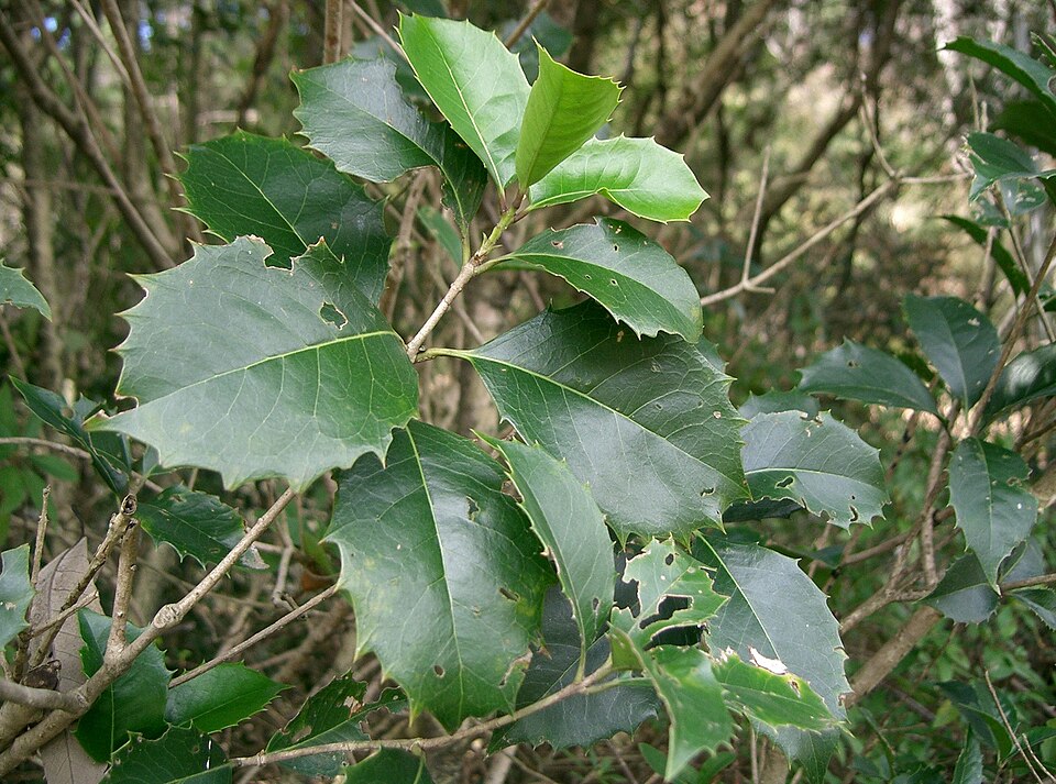 Osmanthus × fortunei (Fortune's Osmanthus) (alternate view 7)