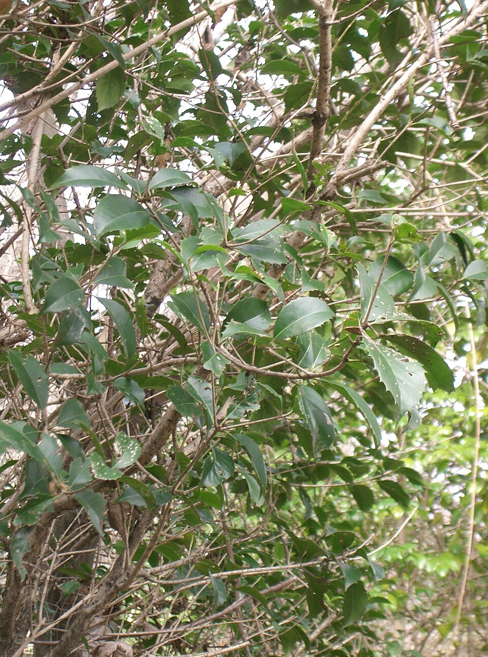 Osmanthus × fortunei (Fortune's Osmanthus) (alternate view 8)
