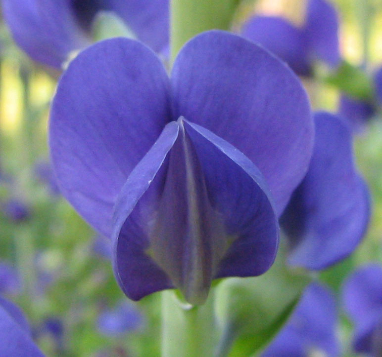 Baptisia australis (Blue Wild Indigo) (alternate view 6)