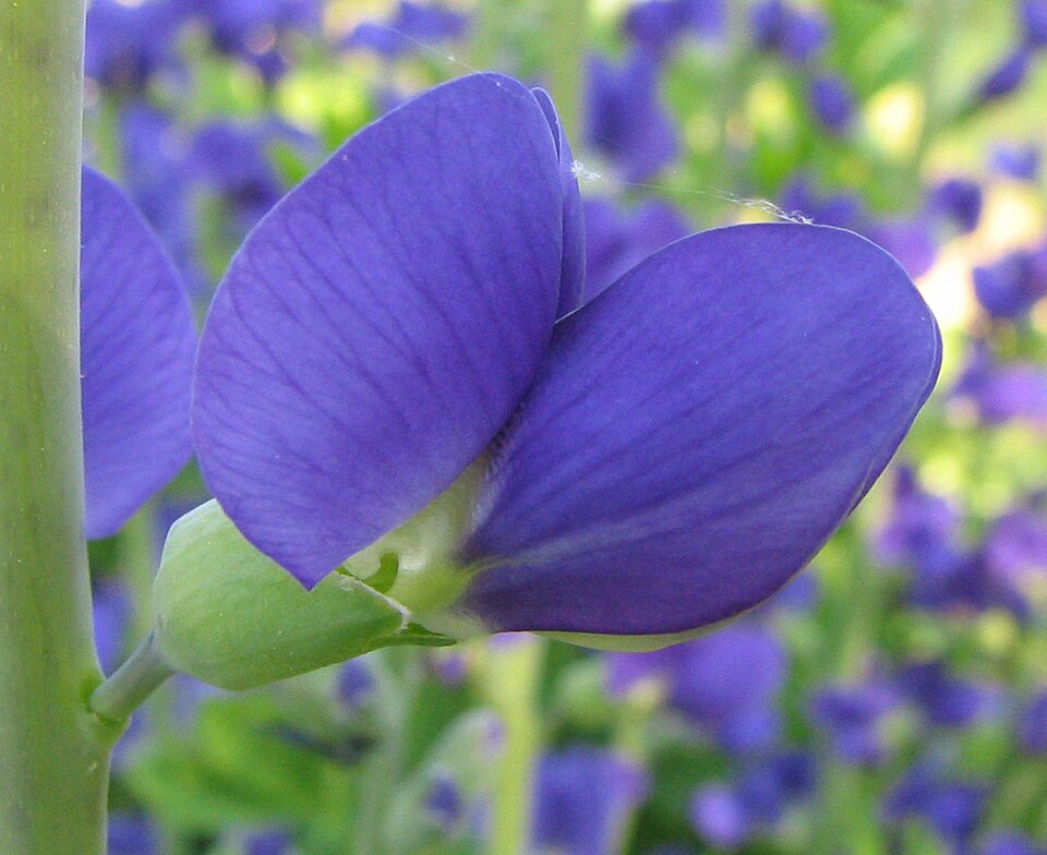 Baptisia australis (Blue Wild Indigo) (alternate view 7)