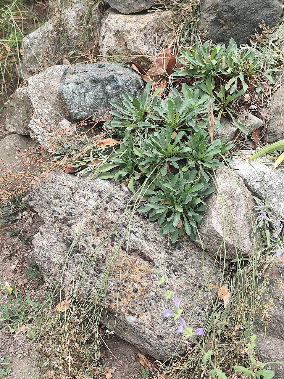 Limonium (Sea-Lavenders) (alternate view 7)