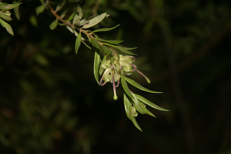 Grevillea mucronulata (Green Spider Flower) (alternate view 6)