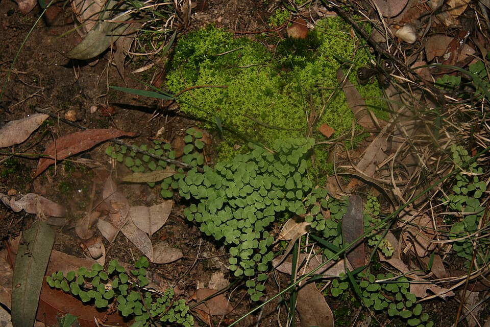 Adiantum aethiopicum (common maidenhair fern) (alternate view 5)