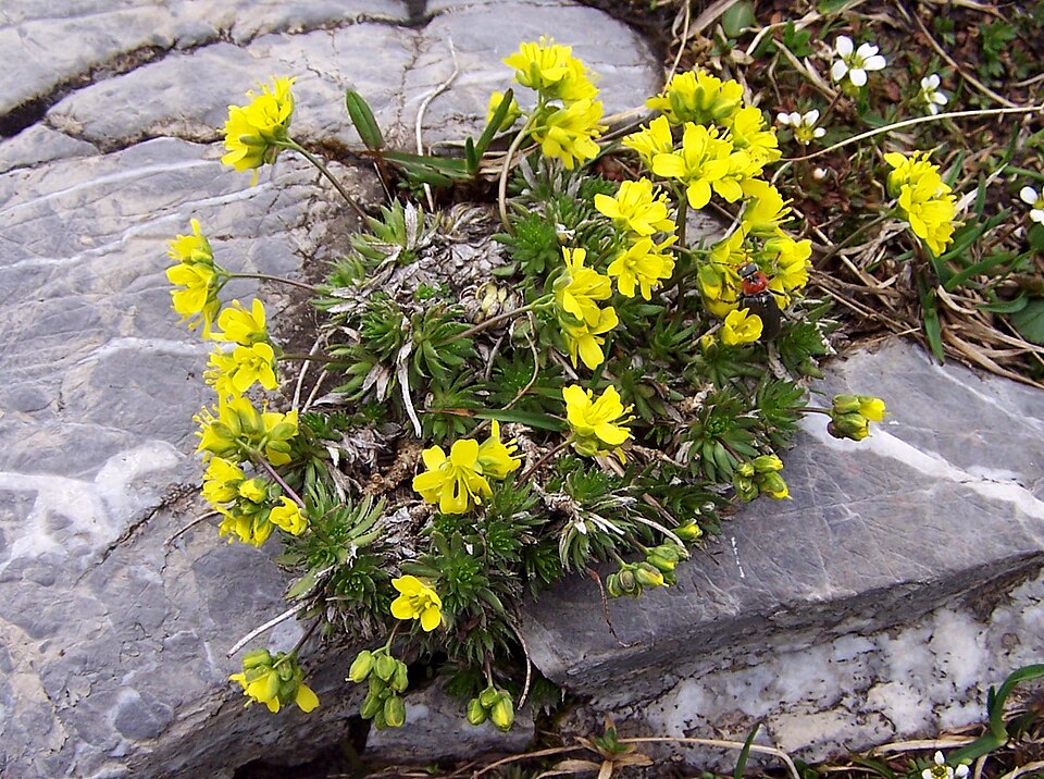 Draba aizoides (Yellow Whitlow Grass) (alternate view 6)