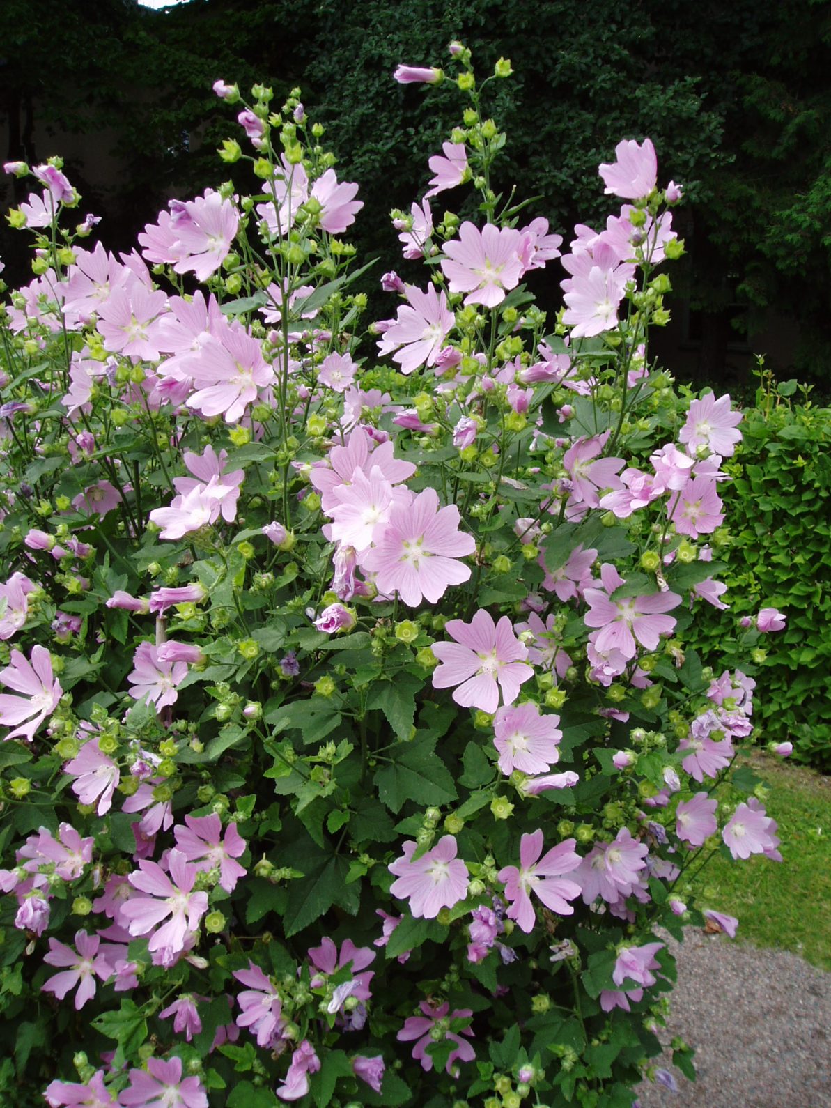 Lavatera thuringiaca (shrub mallow)