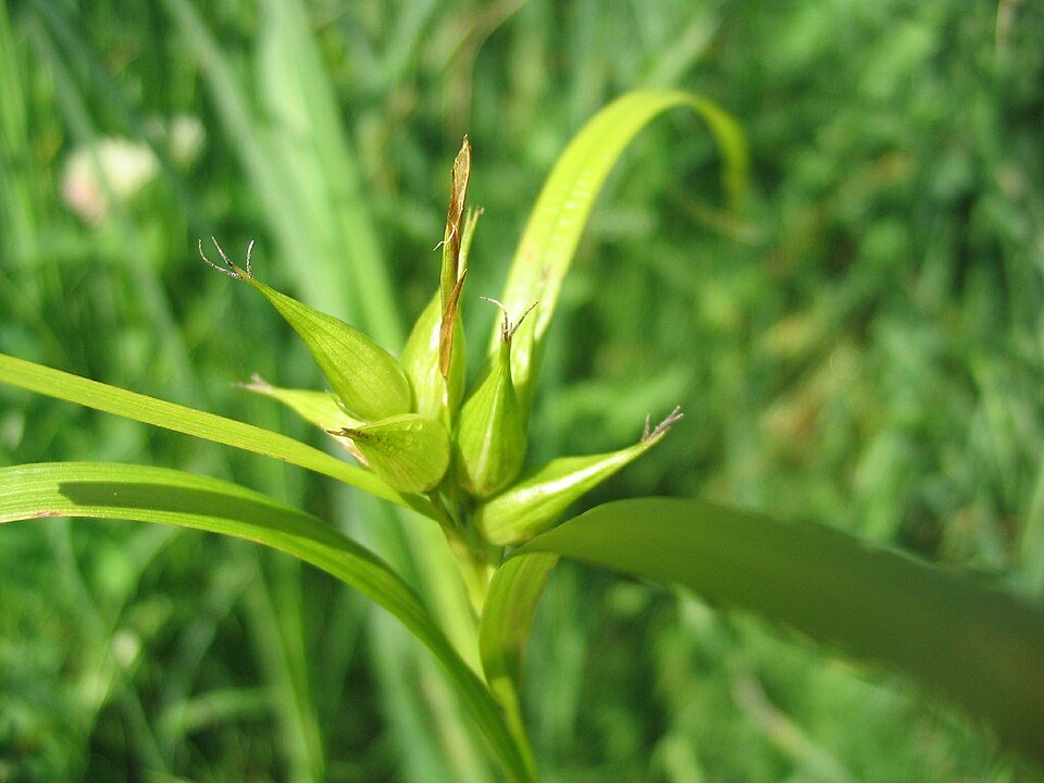 Carex intumescens (bladder sedge) (alternate view 7)