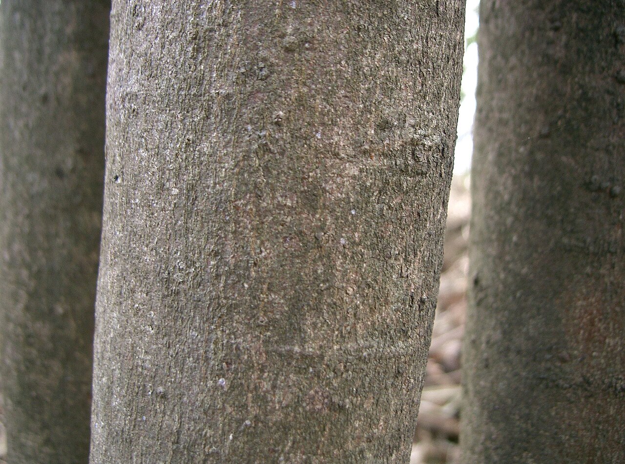 Eurya spp., eurya — upright evergreen (Pentaphylacaceae) (image 1 of 2)