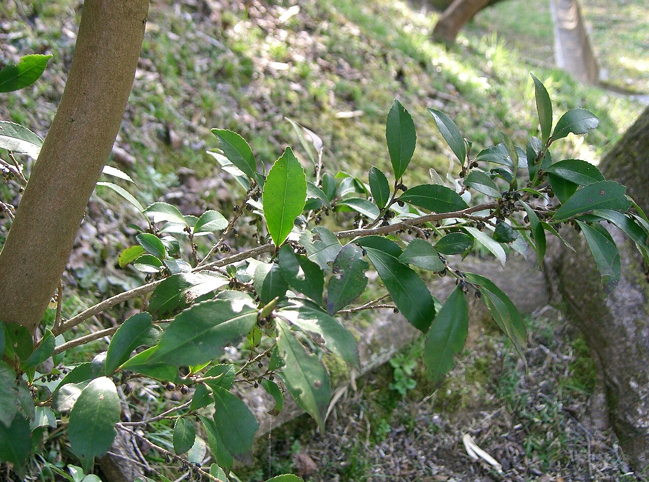 Eurya japonica, Japanese eurya — upright evergreen (Pentaphylacaceae) (image 2 of 10)