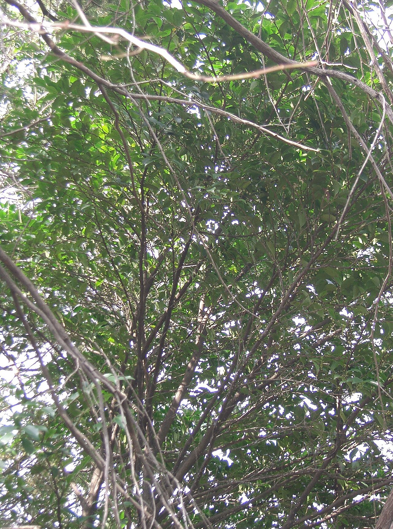 Eurya japonica, Japanese eurya — upright evergreen (Pentaphylacaceae) (image 3 of 10)